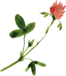 bloemetje wildgekruid